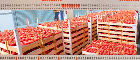 Tomatoes as far as the eye can see.
