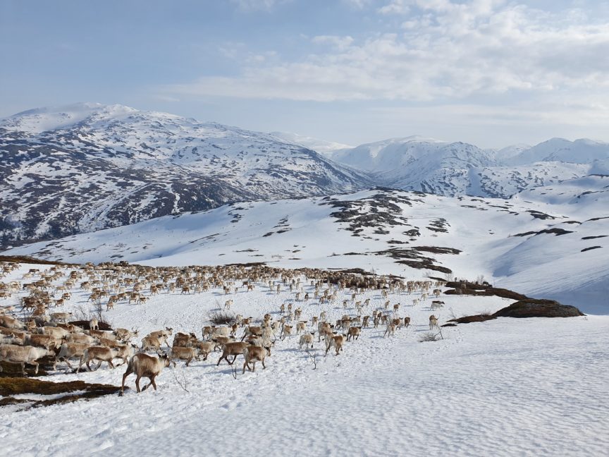 South Saami reindeer migration.