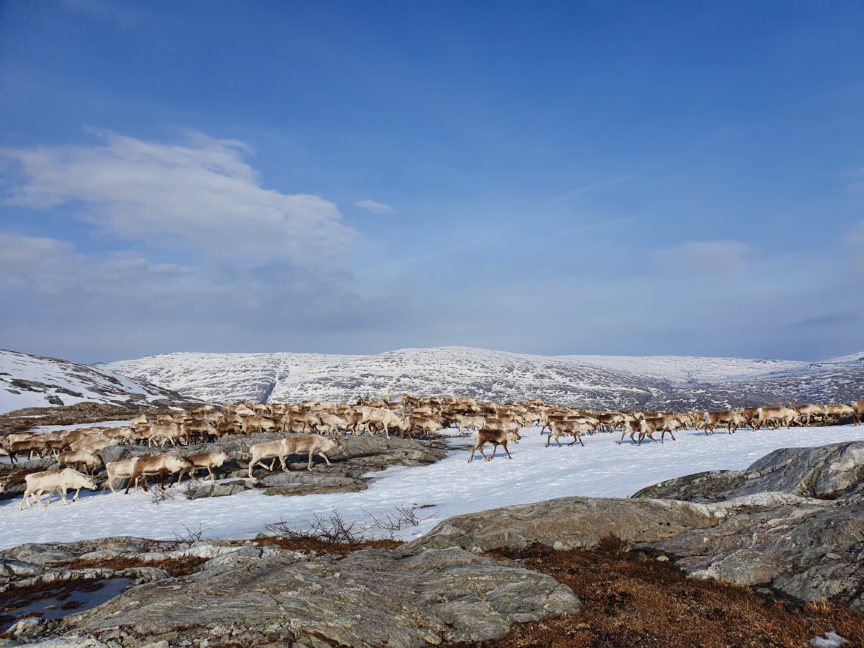 Reindeer herding in Jillen-Njaarke.