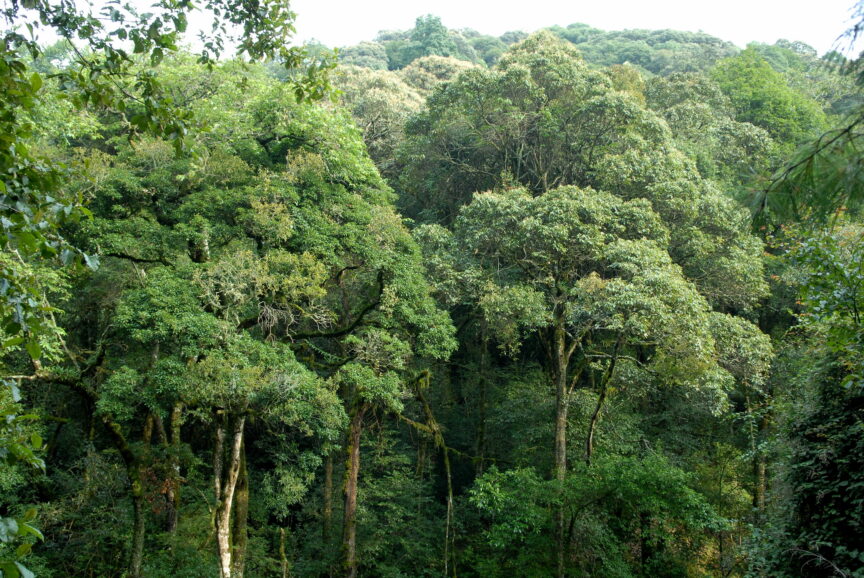 A forest in china