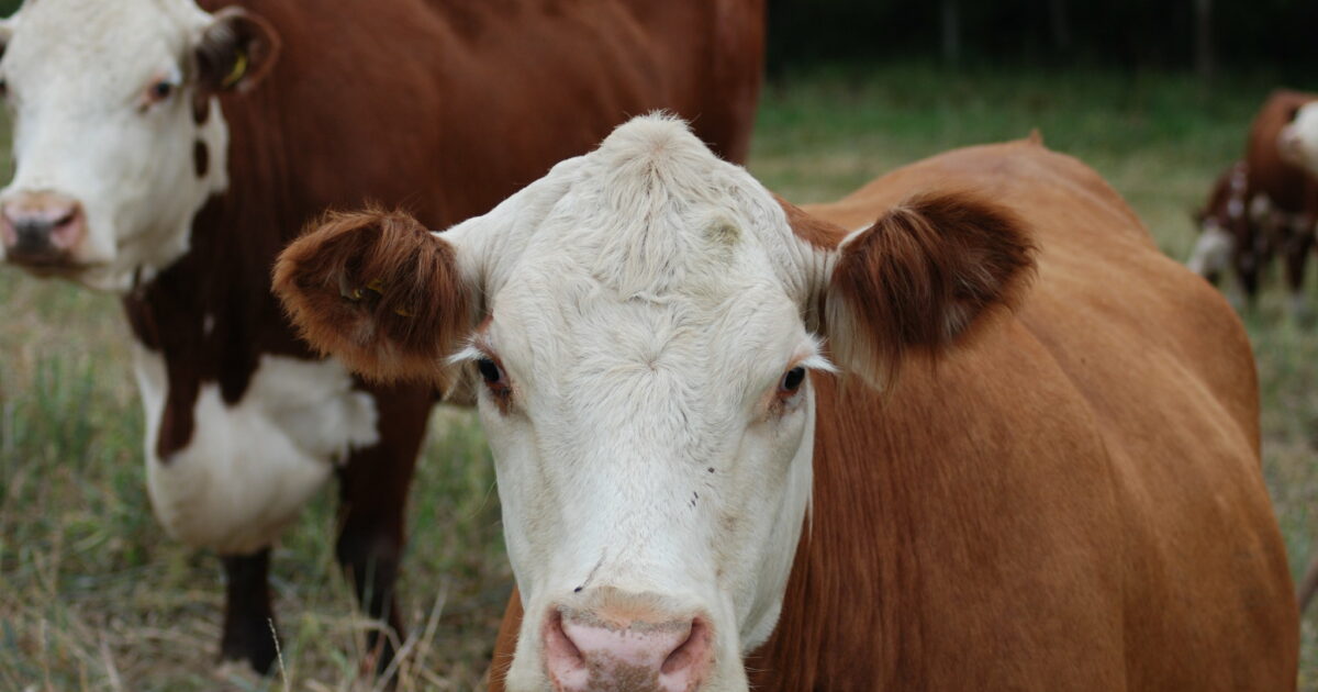 The Dairy Industry is Blaming Vegans for Its Decline Novara Media