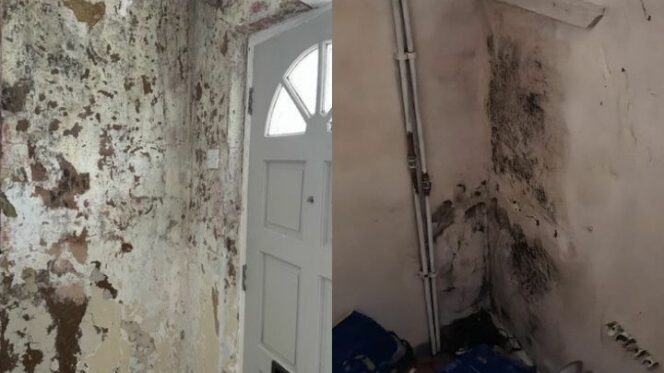 Mould covers the walls of L’Oreal Williams's flat. Photos: Courtesy of L'Oreal Williams