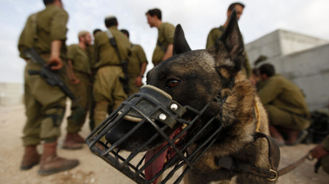 A dog in a muzzle stands in front of Israeli soldiers