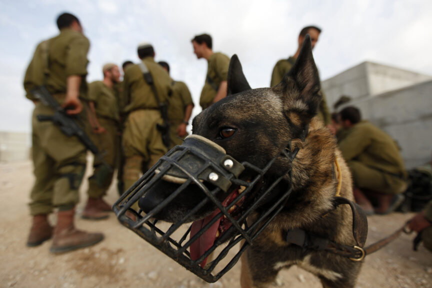 A dog in a muzzle stands in front of Israeli soldiers
